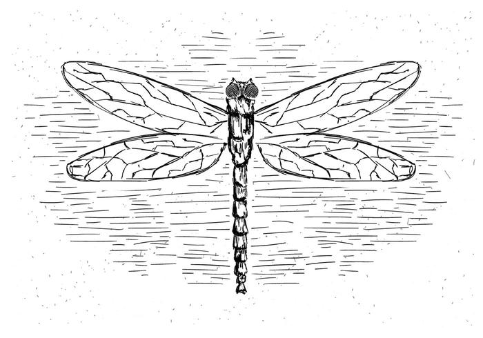 Free Vector Dragonfly Illustration