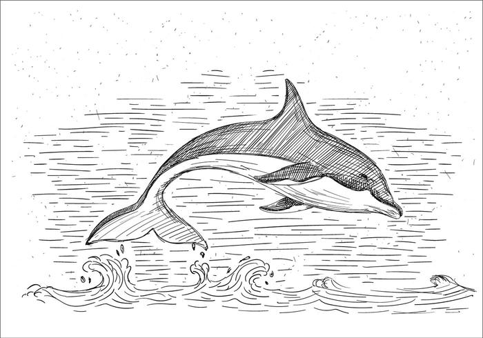 Free Hand Drawn Vector Dolphin Ilustración