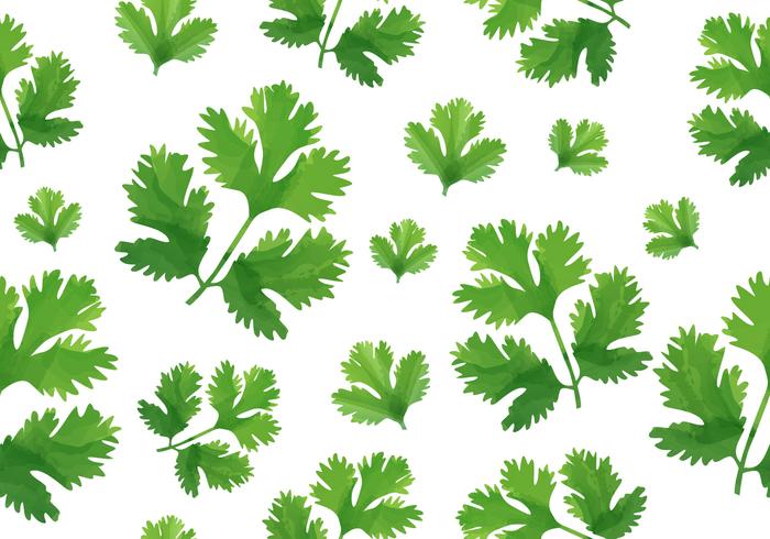patrón de cilantro vector