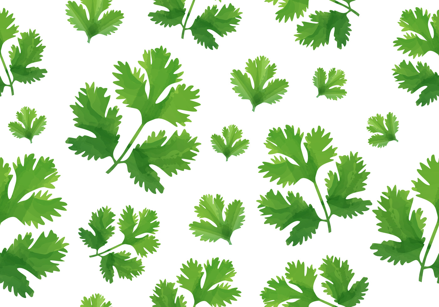 Cilantro Pattern 143837 Vector Art at Vecteezy