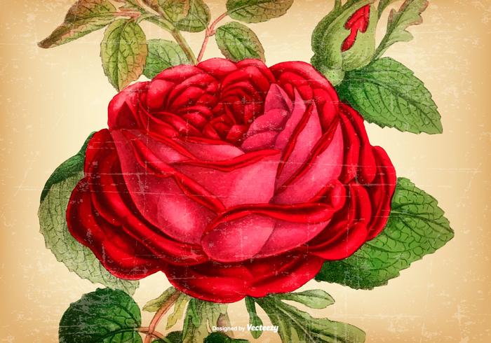Vintage Rose Svg - 290+ Amazing SVG File
