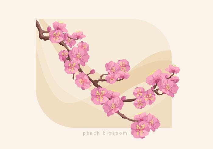 Peach Blossom Vector Illustration