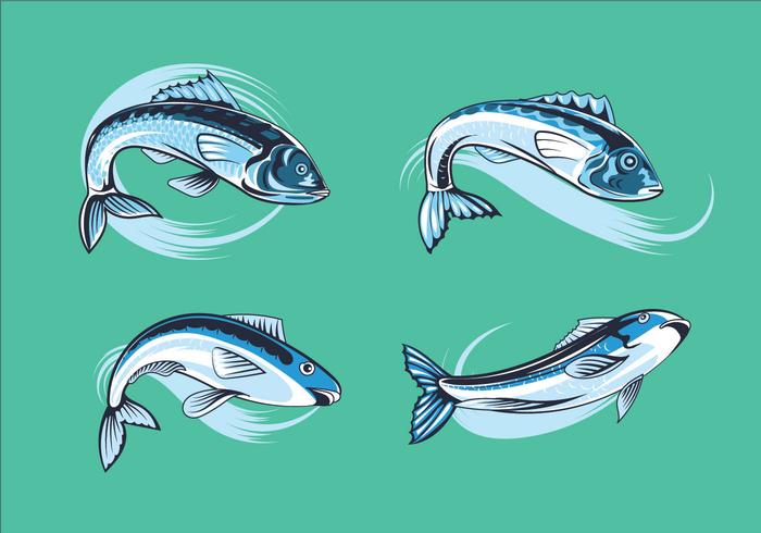 Establecer sardinas frescas vector