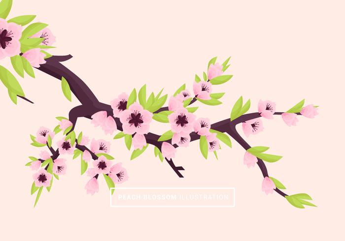 Peach Blossom Vector Illustration