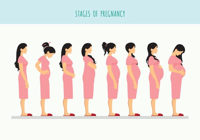 Pregnant Beautiful Woman Vector