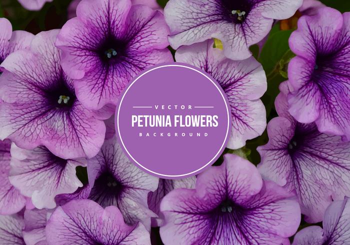 Petunia Vector Background Petunia Vector Background