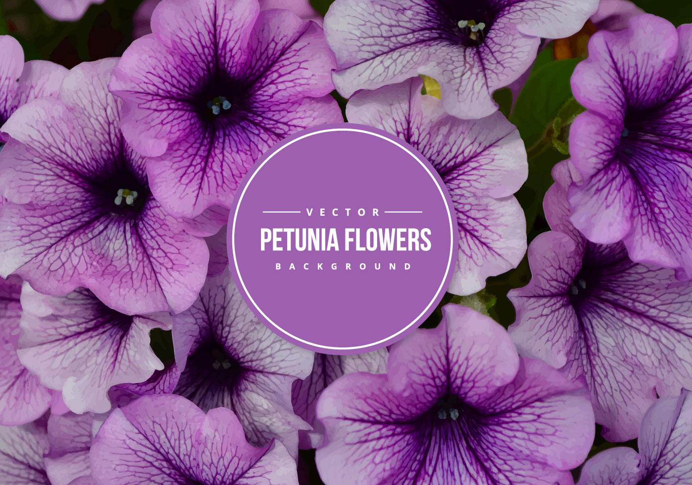 Petunia Vector Background - Download Free Vector Art, Stock Graphics