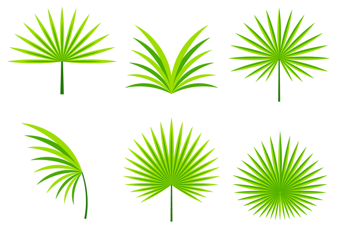 Palmetto Leafs Vector