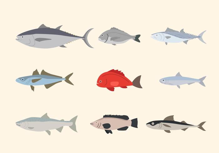 Flat Fish Vectors Flat Fish Vectors