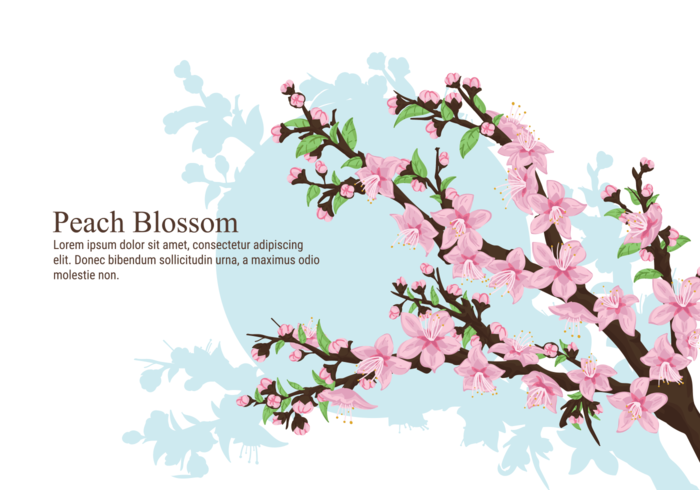 Ilustración vectorial Flor de Durazno vector