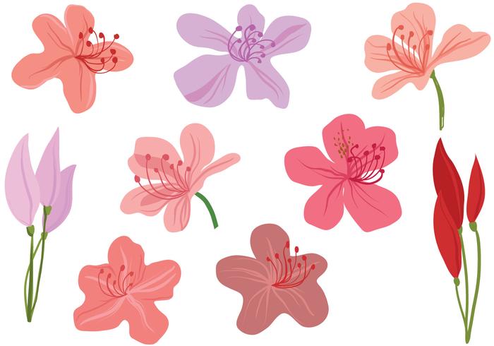 Free Rhododendron Flowers Vectors