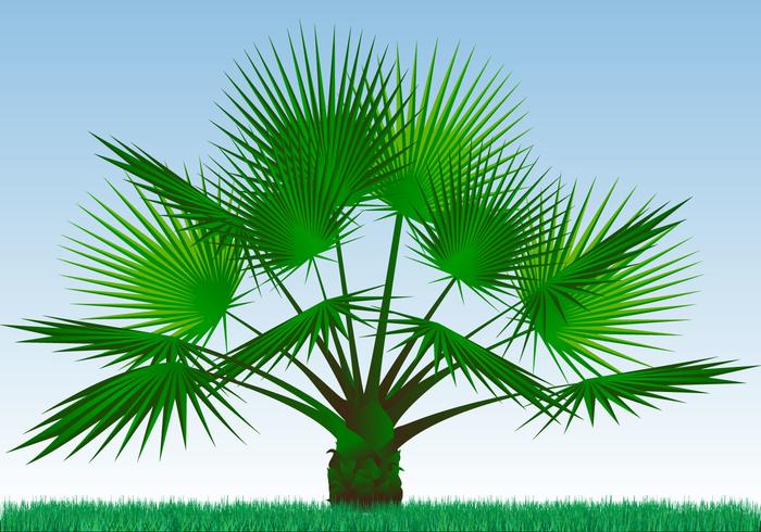 Solo vector Palmetto Plant