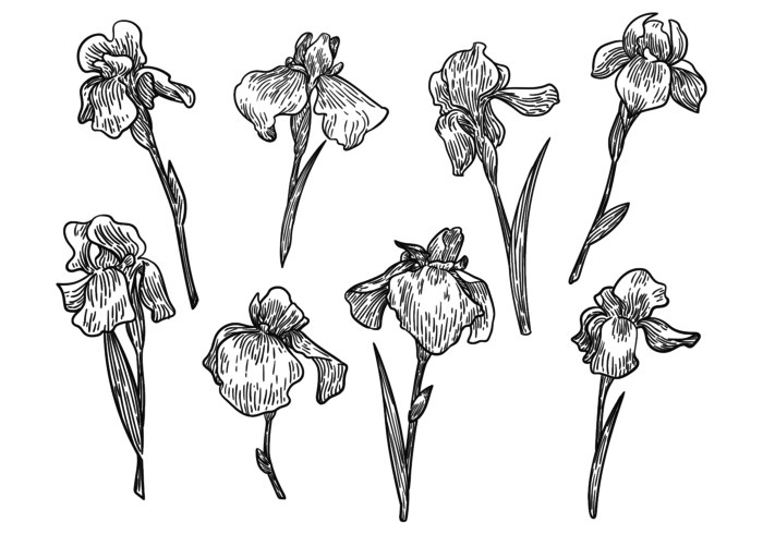 Free Hand Drawn Iris Flower Vectors