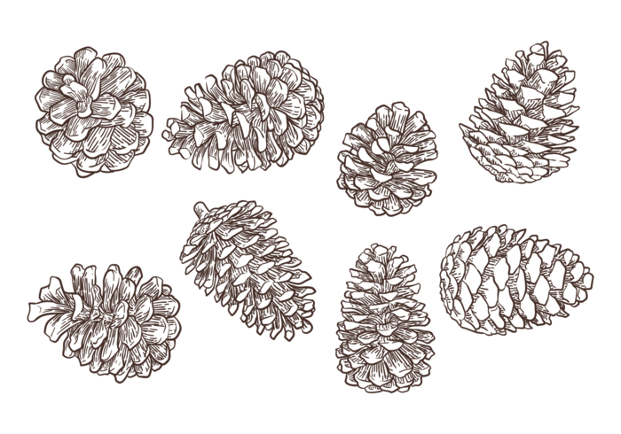 Free Hand Drawn Pine Cones Vectors