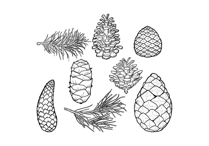 Pine Cones  Leaf Vector