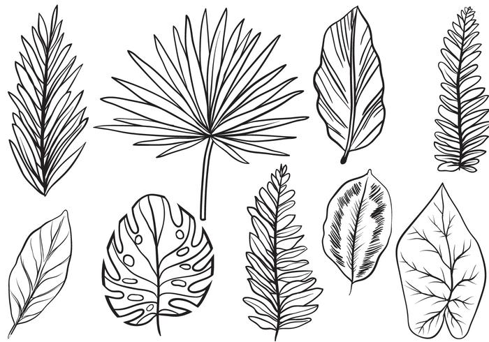 Free Vintage Exotic Leaves Vectors