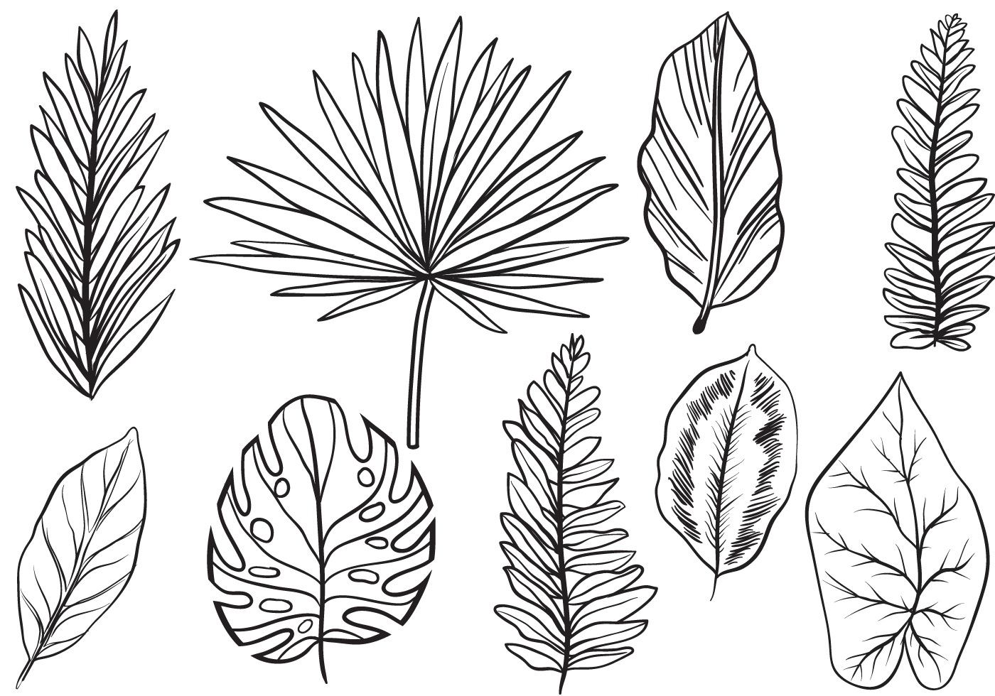Лист растения рисунок. Тропические листья. Тропические листья трафарет. Тропические листья контур. Трафарет тропических листьев.