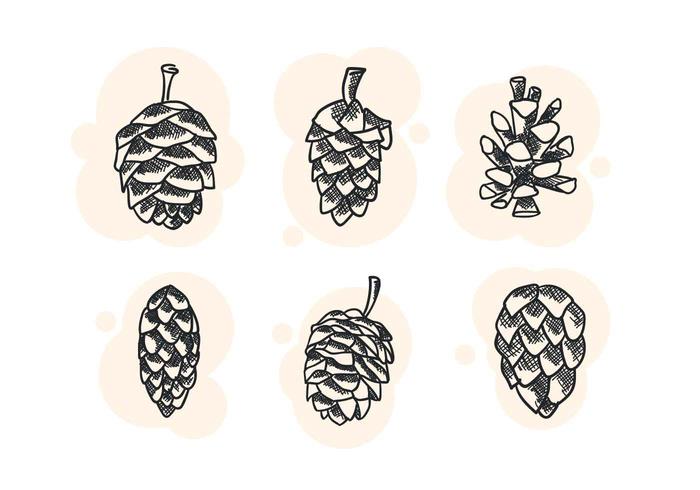 Free Unique Pine Cones Vectors