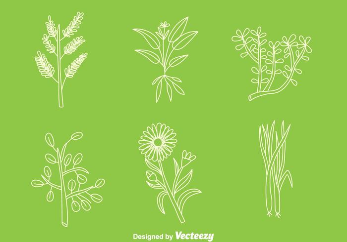 Hand Drawn Herbal Medicine Plant Vectors