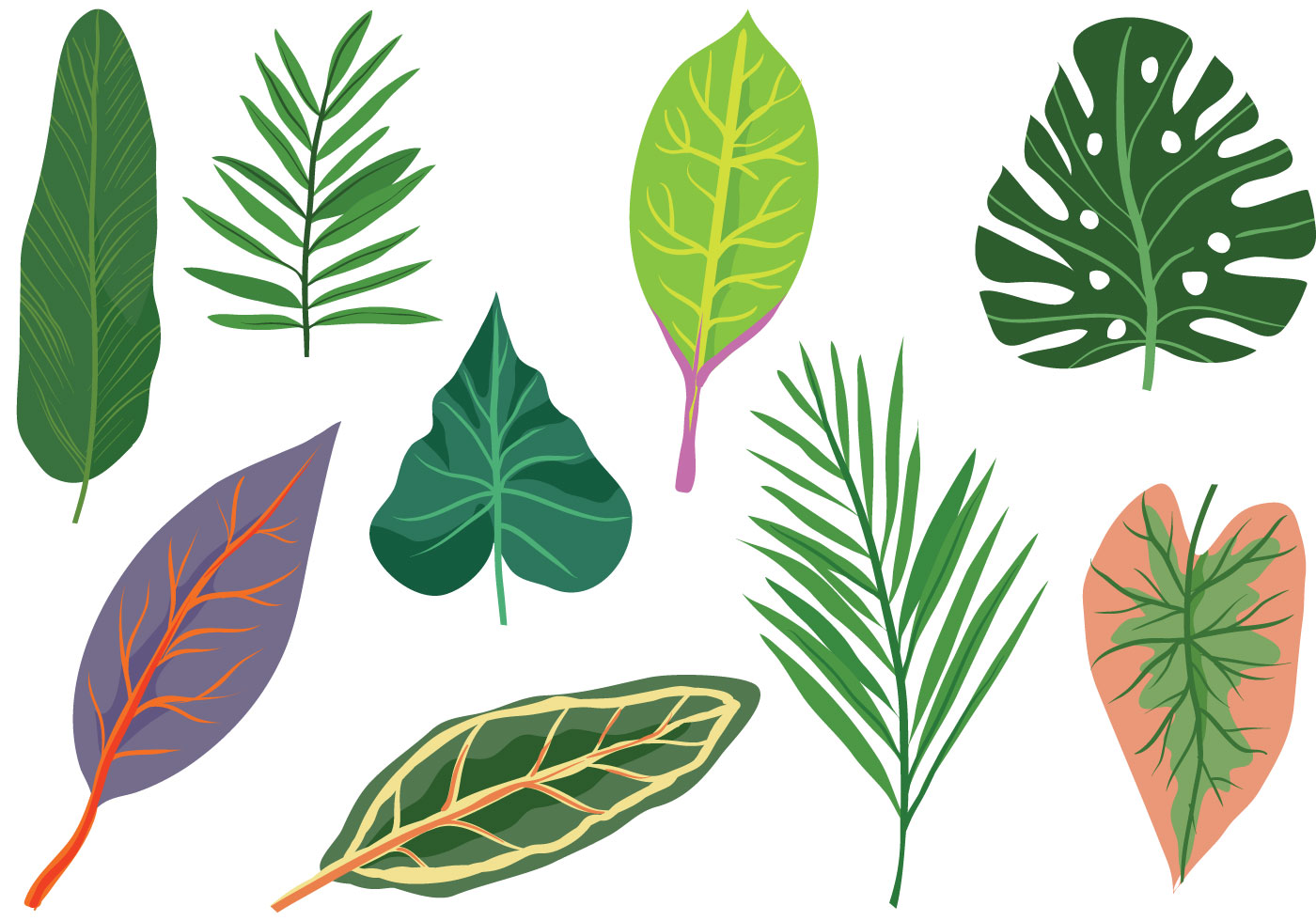 Free Exotic Leaves Vectors 145872 Vector Art at Vecteezy