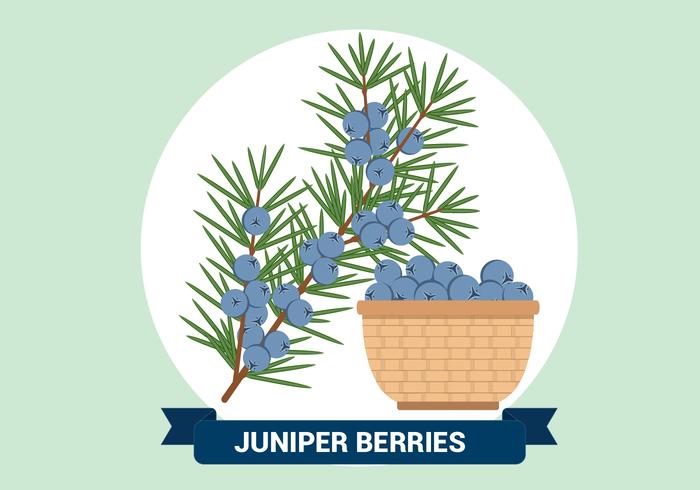 Juniper Berries Vector Illustration Juniper Berries Vector Illustration
