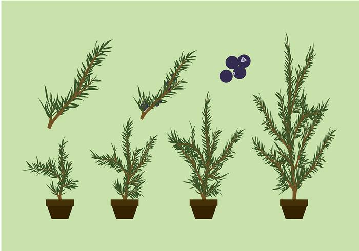 Juniper Plant Free Vector