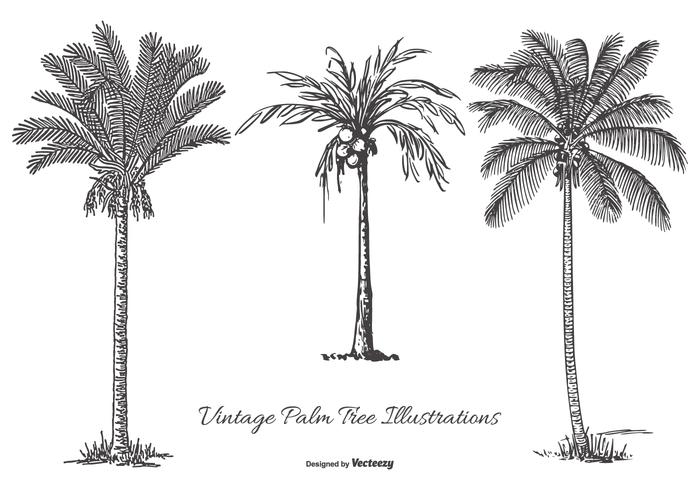 Vintage Palm Tree Illustrations Vintage Palm Tree Illustrations
