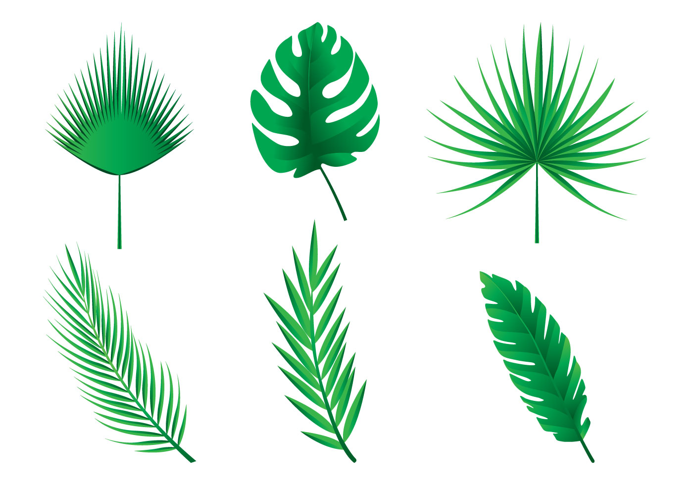 Download Palm Leaves Vectors for free.