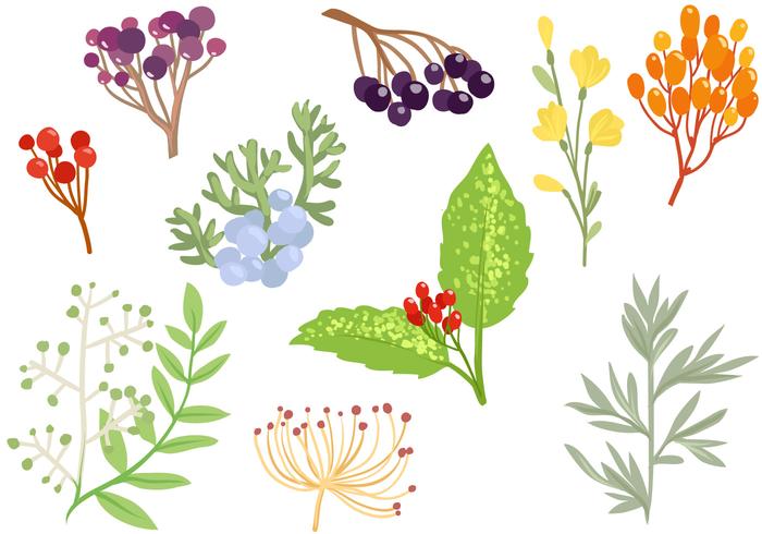 Free Decorative Herbs Vectors Free Decorative Herbs Vectors