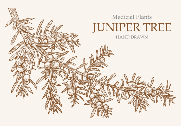 Free Hand Drawn Juniper Tree Vectors