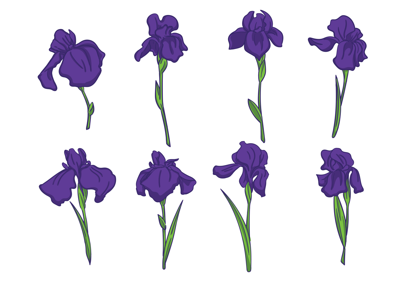 Download the Iris Flower Vectors 146280