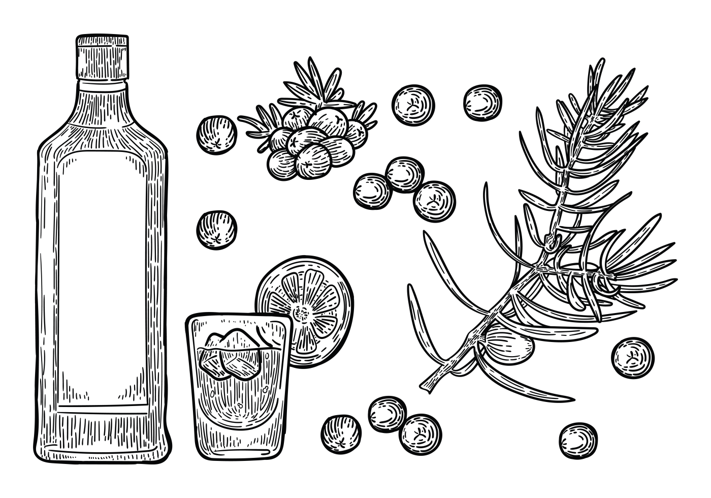 Download Free Hand Drawn Juniper Vector 146324 - Download Free Vectors, Clipart Graphics & Vector Art