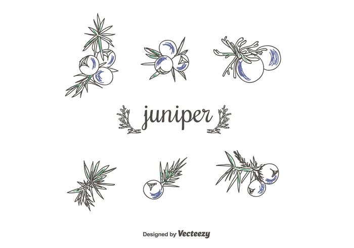 Hand Drawn juniper Vector Set