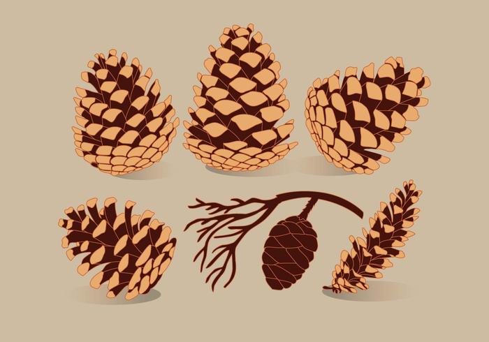 Pine Cones Vector