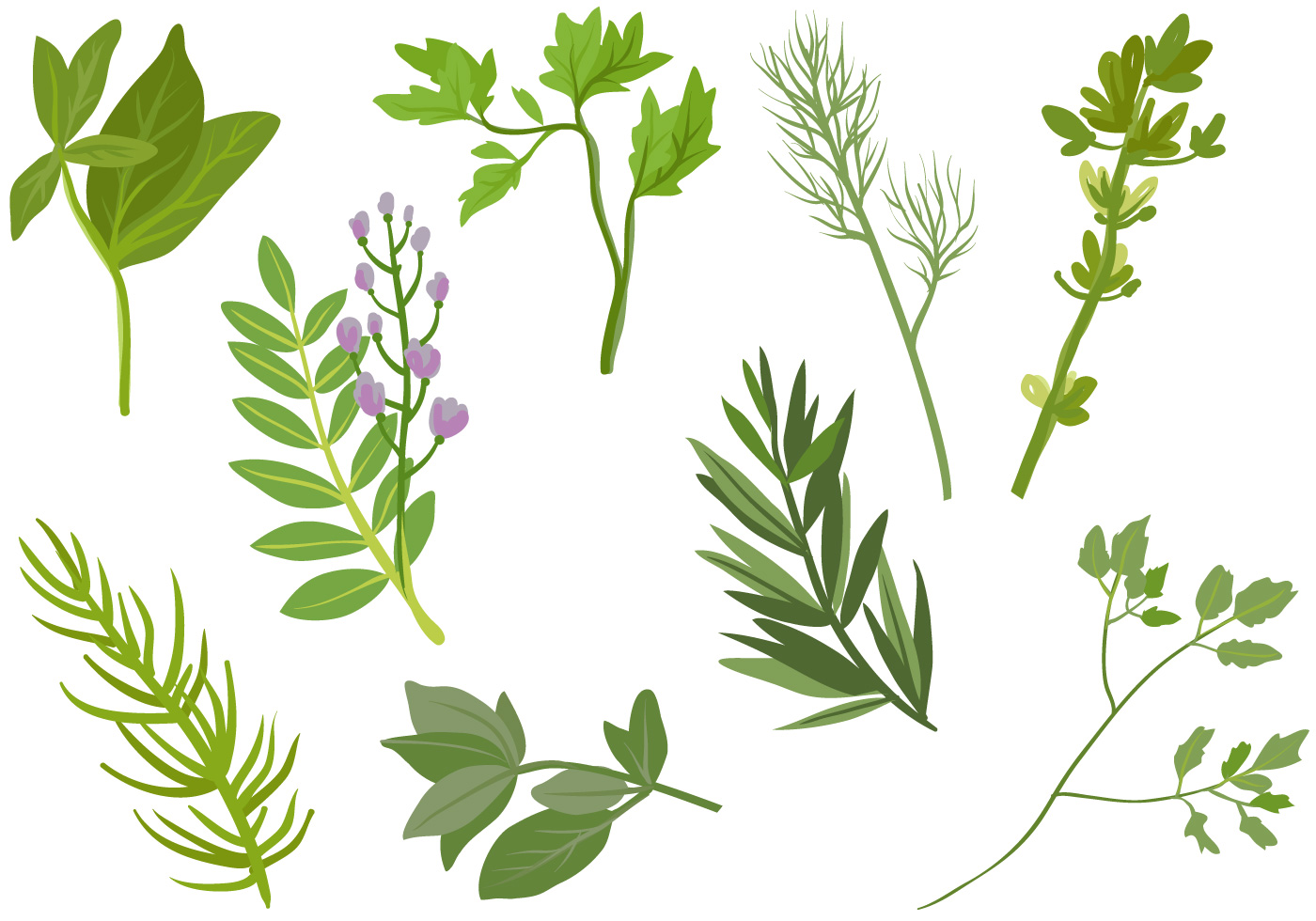 Herbs Vectors - Download Free Vector Art, Stock Graphics ... Herbs Vectors - Down