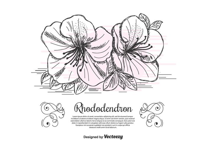 Rhododendron Vector Background