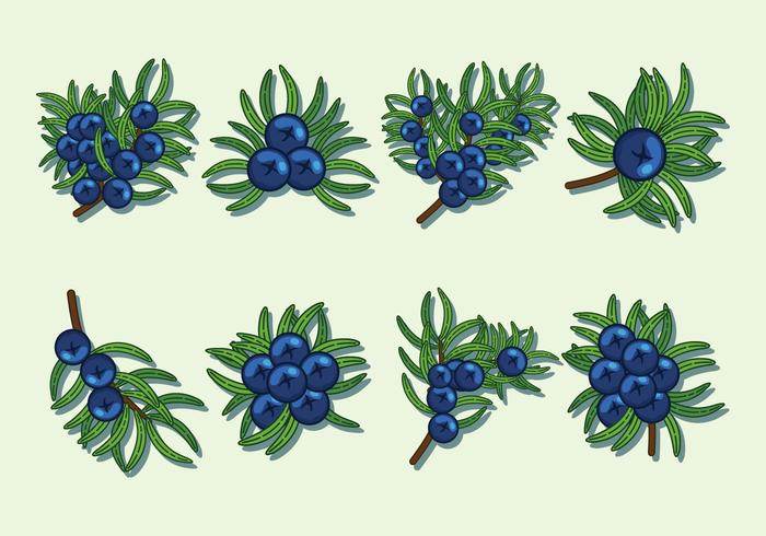 Juniper Berries Vector Icons