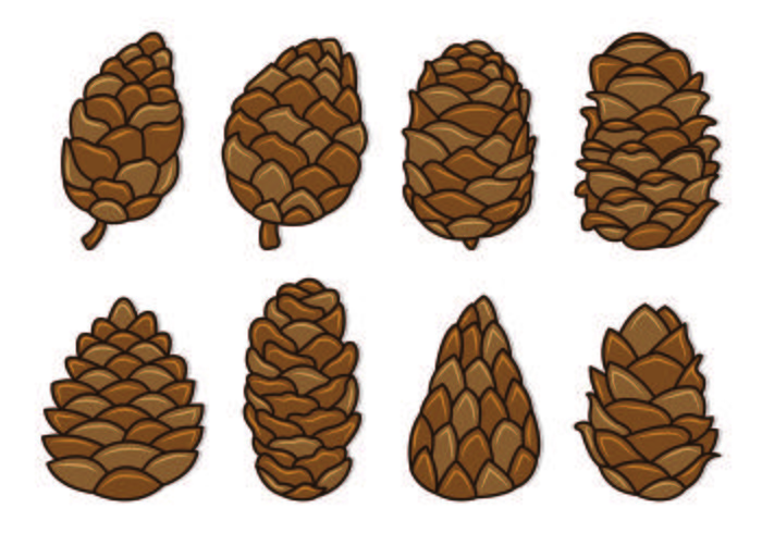 Set Of Pine Cones Vectors