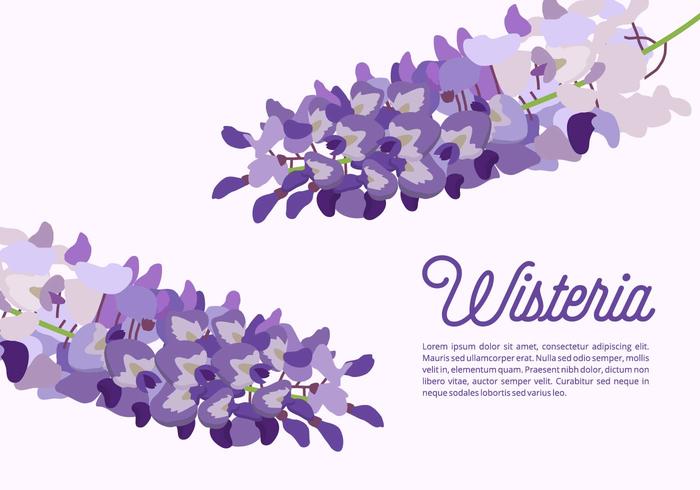 Wisteria Background vector
