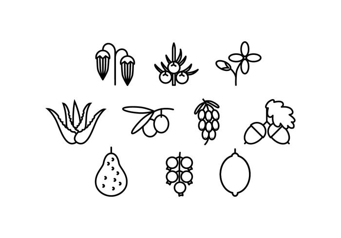 Free Medical Herbs Line Icon Vector