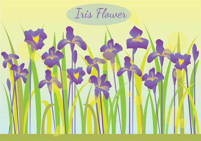 Iris Flower In The Morning Illustration Iris Flower In The Morning Illustration