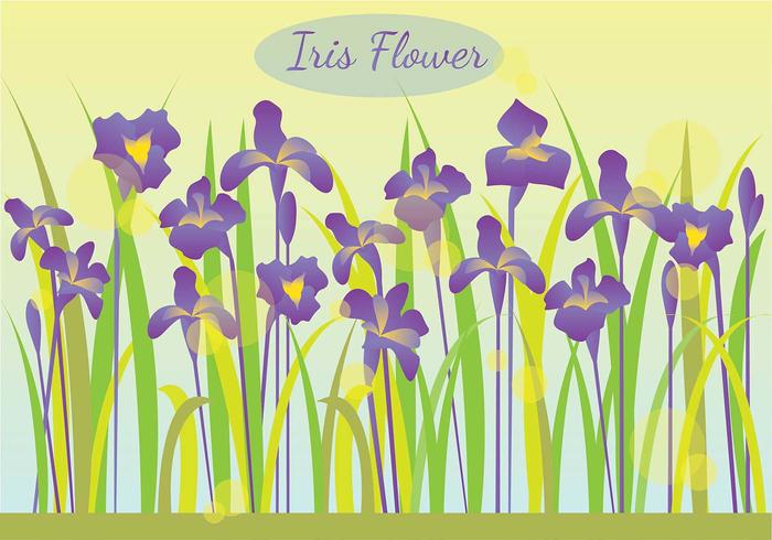 Iris Flower In The Morning Illustration vector