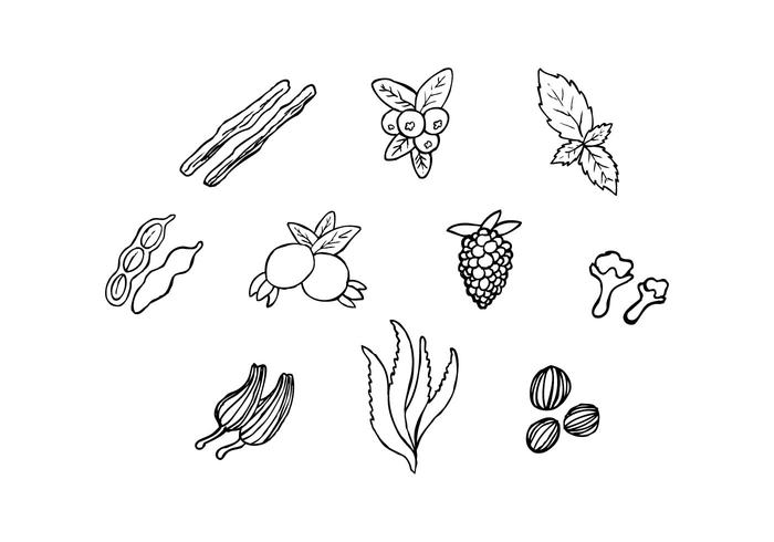 Free Herbs For Medicine In Hand Drawn Vector