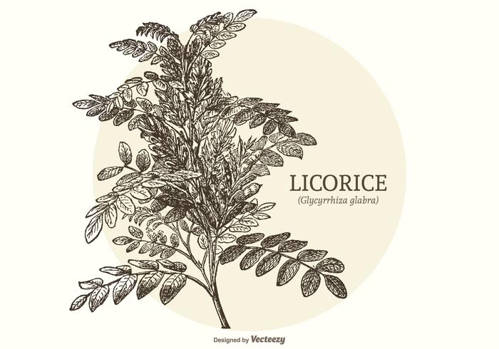 Vintage Engraved Licorice Plant Vector