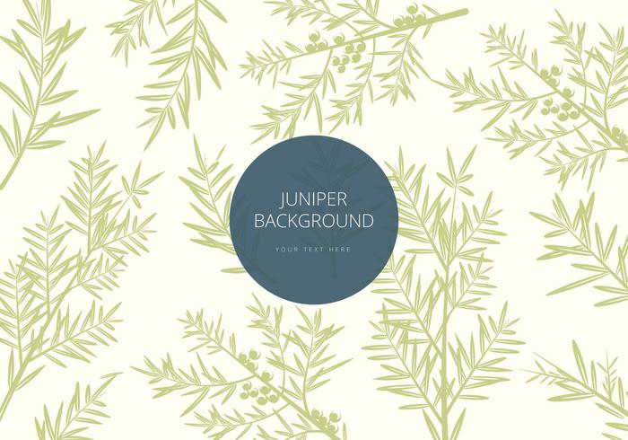 Free Juniper Background Vector