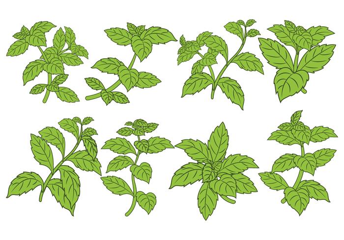 Stevia Leaf Vector Set