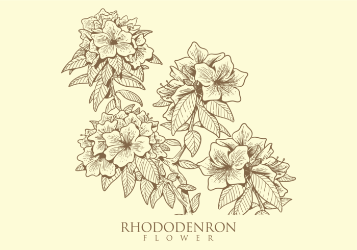Free Hand Drawn Rhododendron Flower Vectors