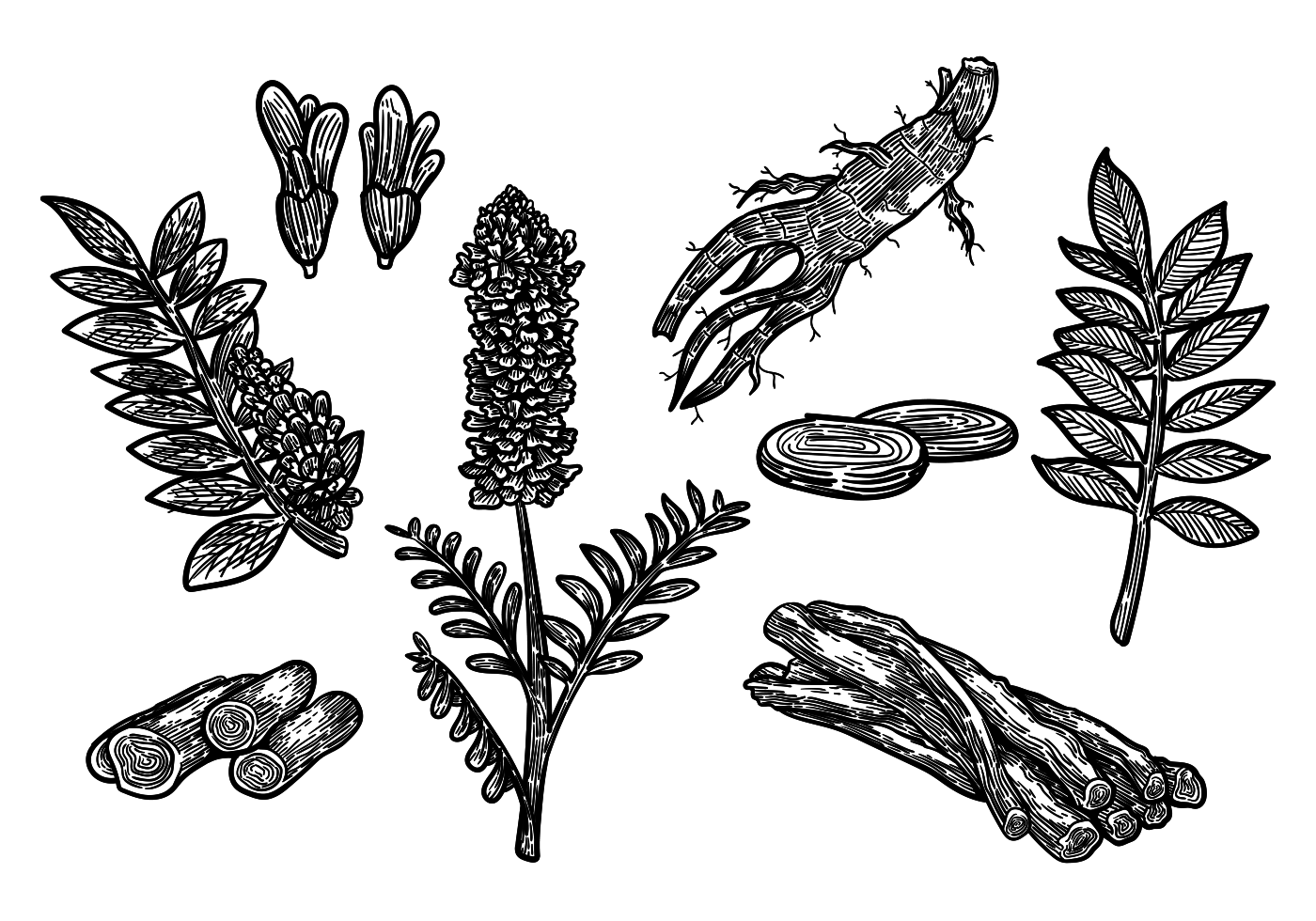 Free Hand Drawn Licorice Vector 147566 Vector Art at Vecteezy