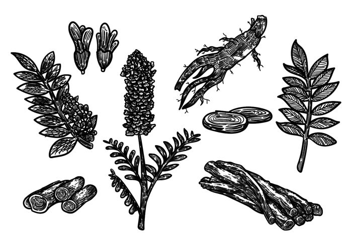 Free Hand Drawn Licorice Vector Free Hand Drawn Licorice Vector