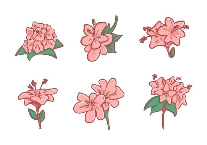 Beautiful Rhododendron Flower Vectors